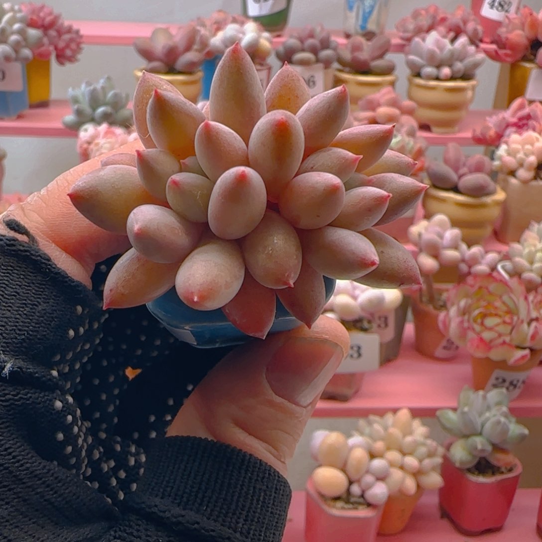 草莓豆豆124 ，带盆土发货，满38包邮非偏远。