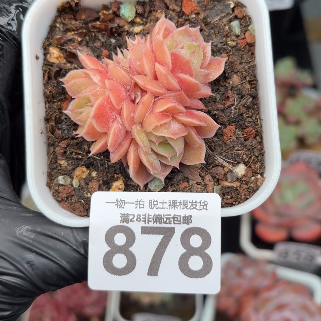 昂斯诺无盆土发货