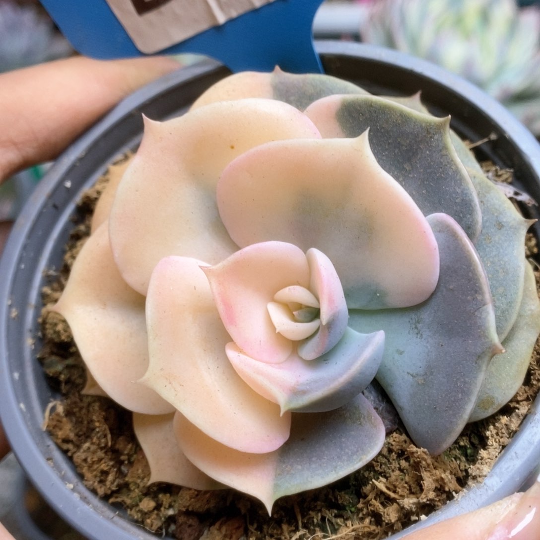 143双子座锦锦锦锦锦