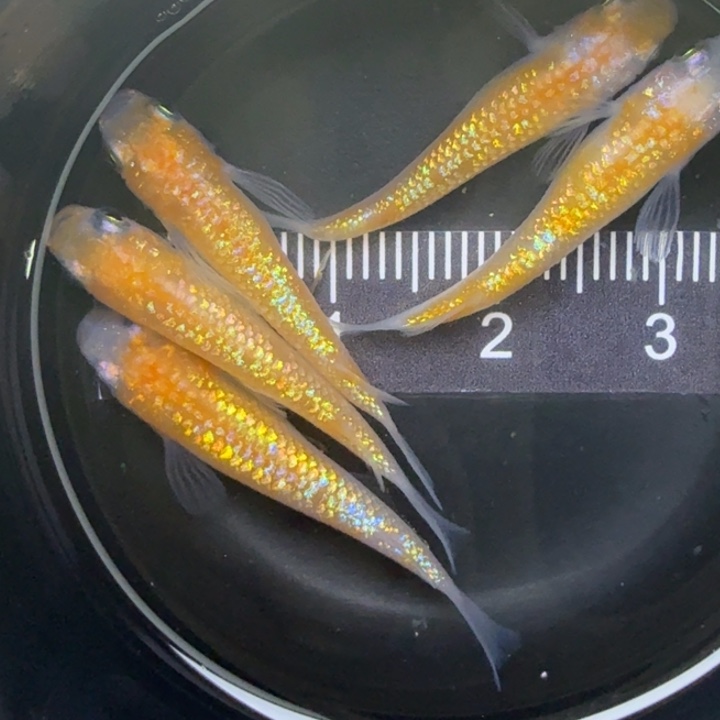 青鳉鱼王华20号青鳉