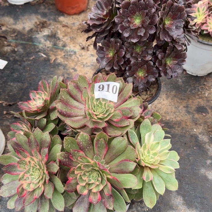 910万花筒➕花纳包邮