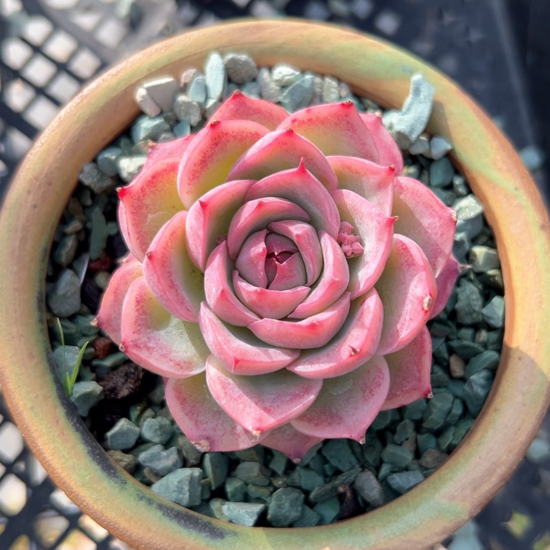 侧影（满38包邮）多肉