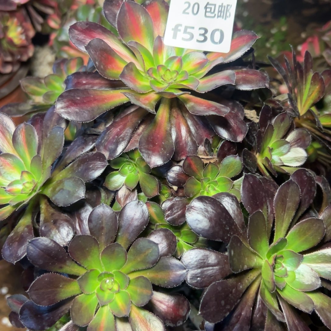 530晚霞，满20包邮嘟叮熊