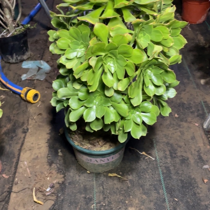 28君美丽多肉植物多肉多肉