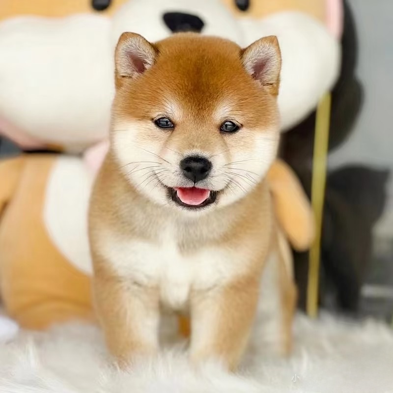 【有柴犬舍】柴犬黑柴赤柴白柴宠物活体狗狗