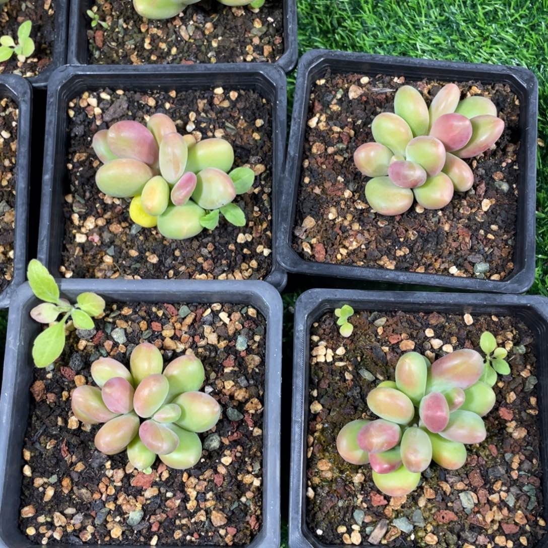 双头芒果奶酪多肉植物