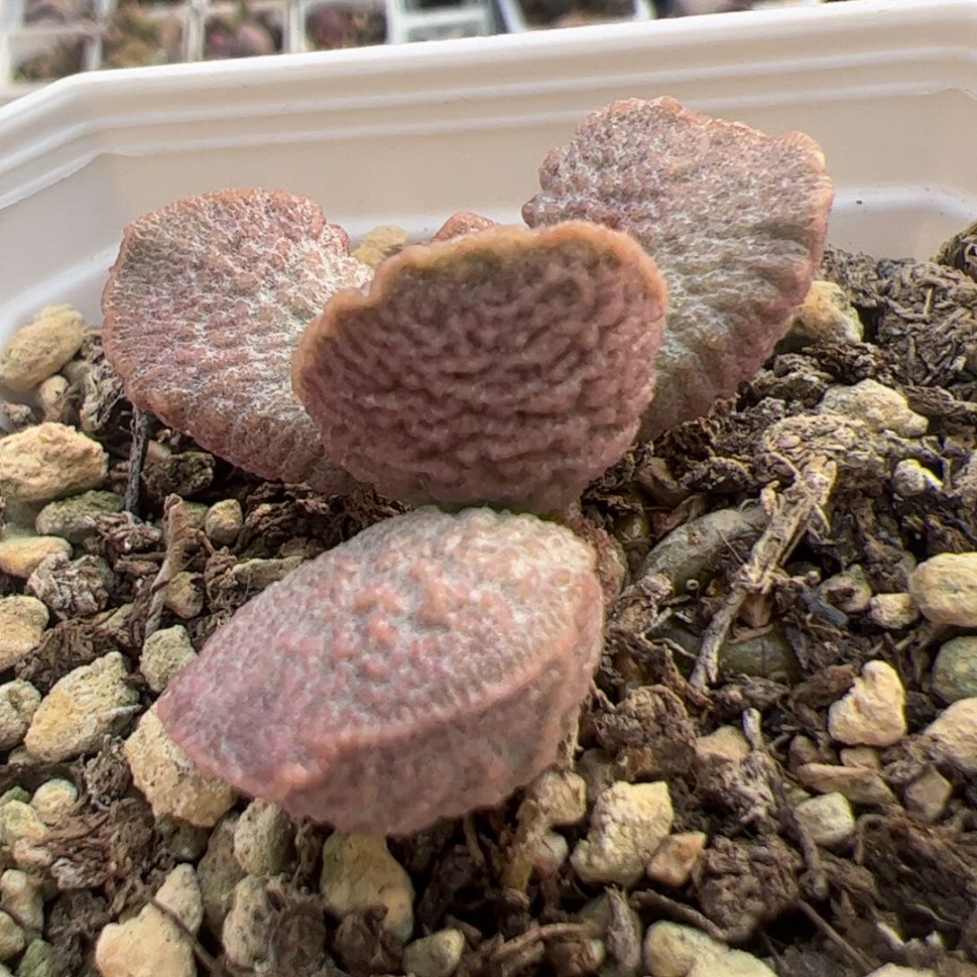 实生新品整颗多肉植物水泡多肉植物