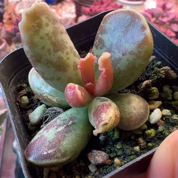 可以吗你说你不知道吗