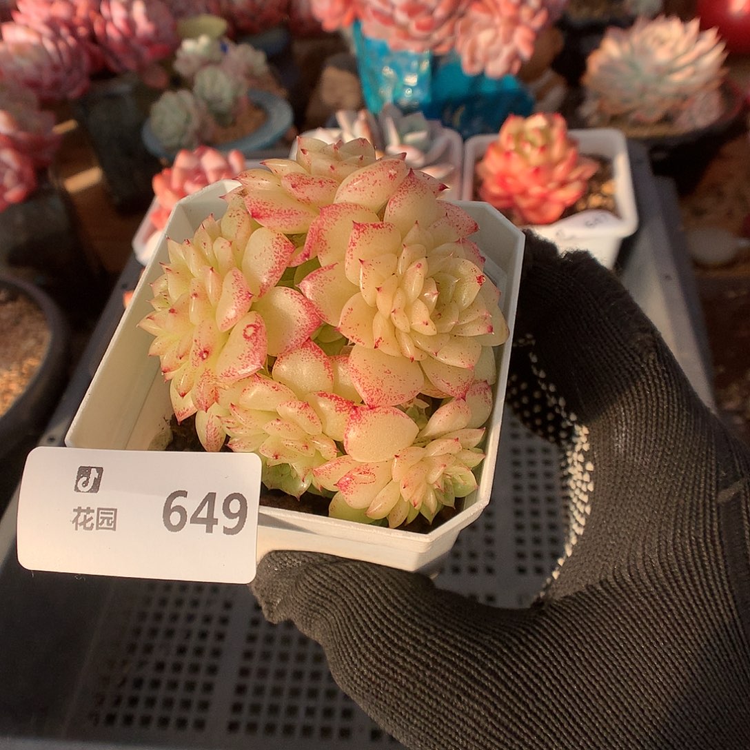 649麦秆多肉植物66666