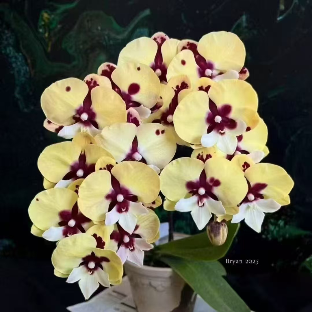 （可鲁贝洛斯）大花蝴蝶兰台湾品种苗仅苗没花没梗蝴蝶兰兰花花卉