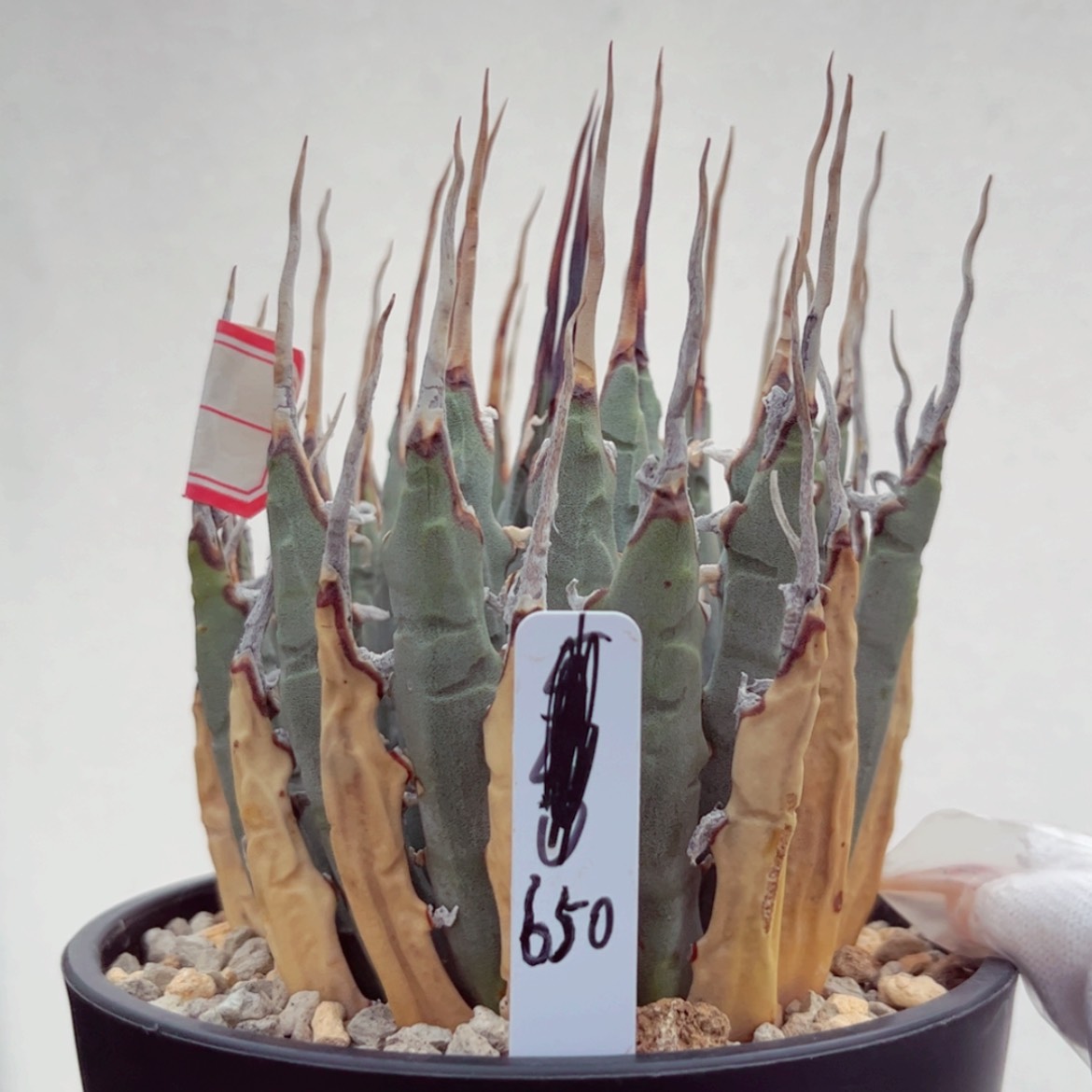 【闪购商品】妖炎折后价