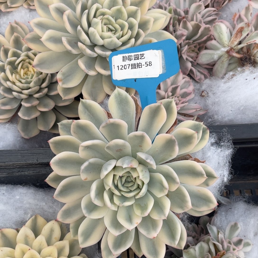 1207-58-大单头月亮仙子颗母本