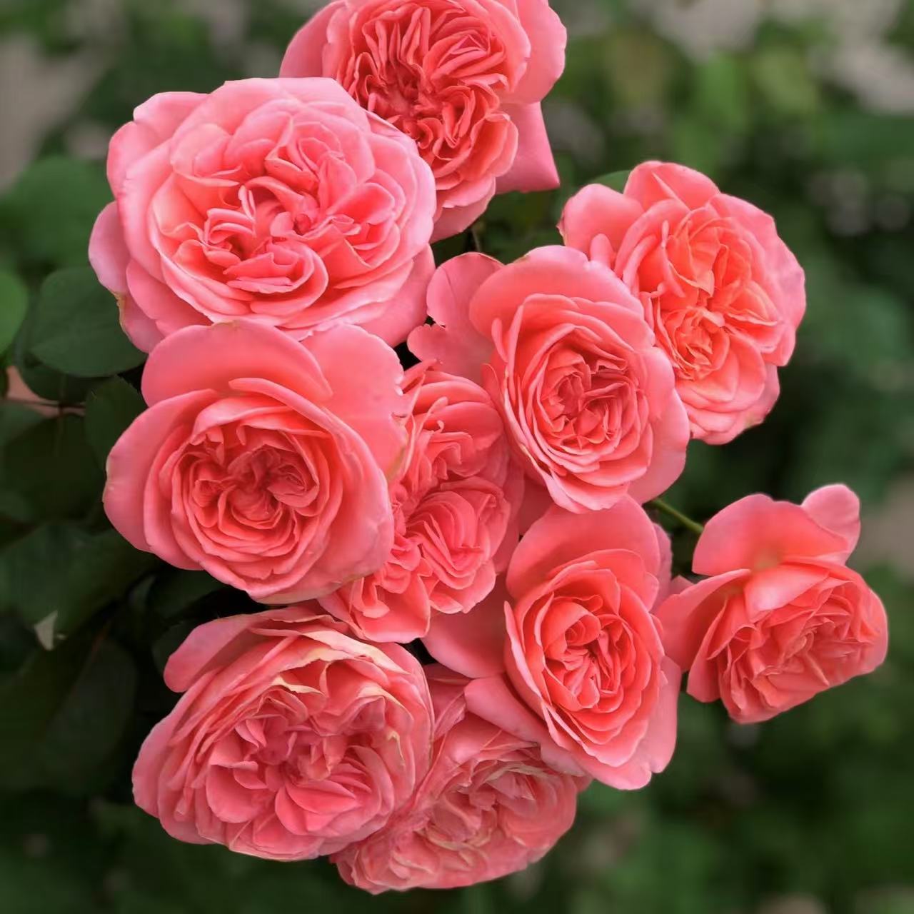 扦插中苗土球发【梅昂小姐】抗病性强，勤花耐雨，浓香