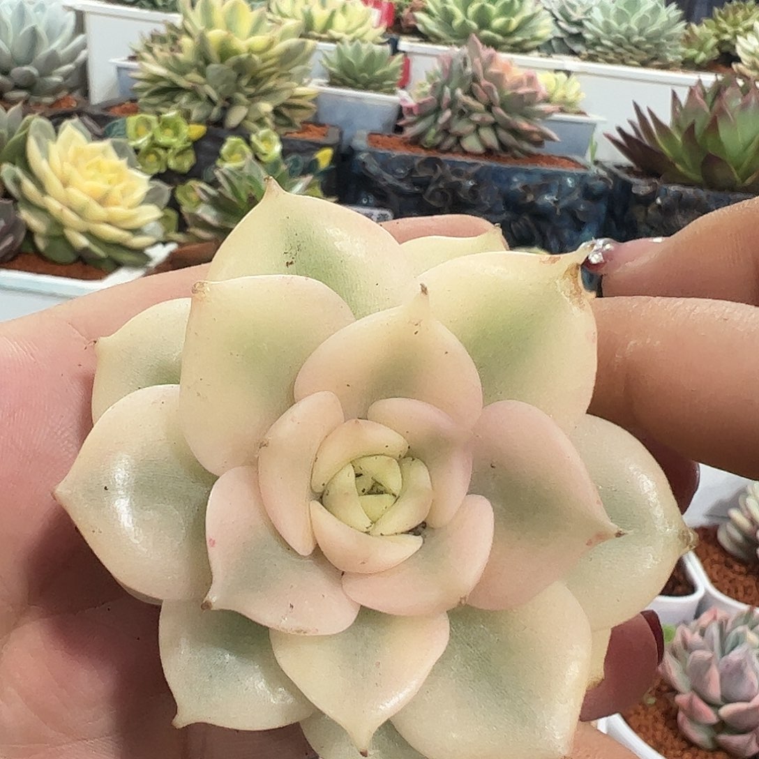 贝加尔湖锦多肉植物01