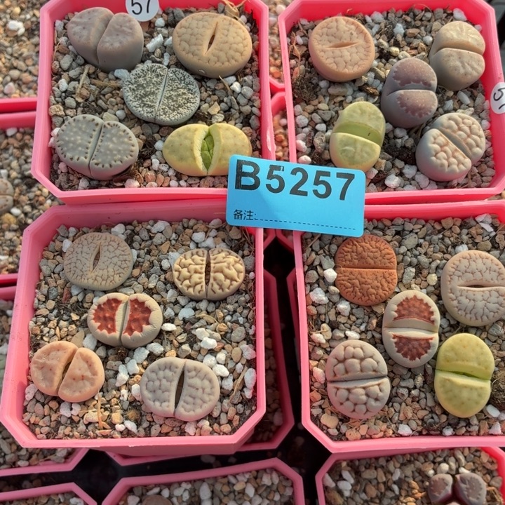 安***75257彩拼四盒20颗