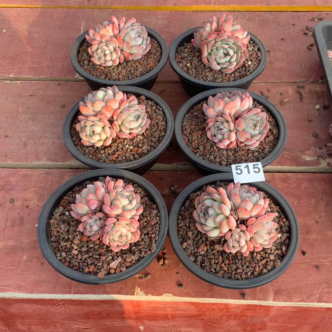 515全明星多肉植物组合