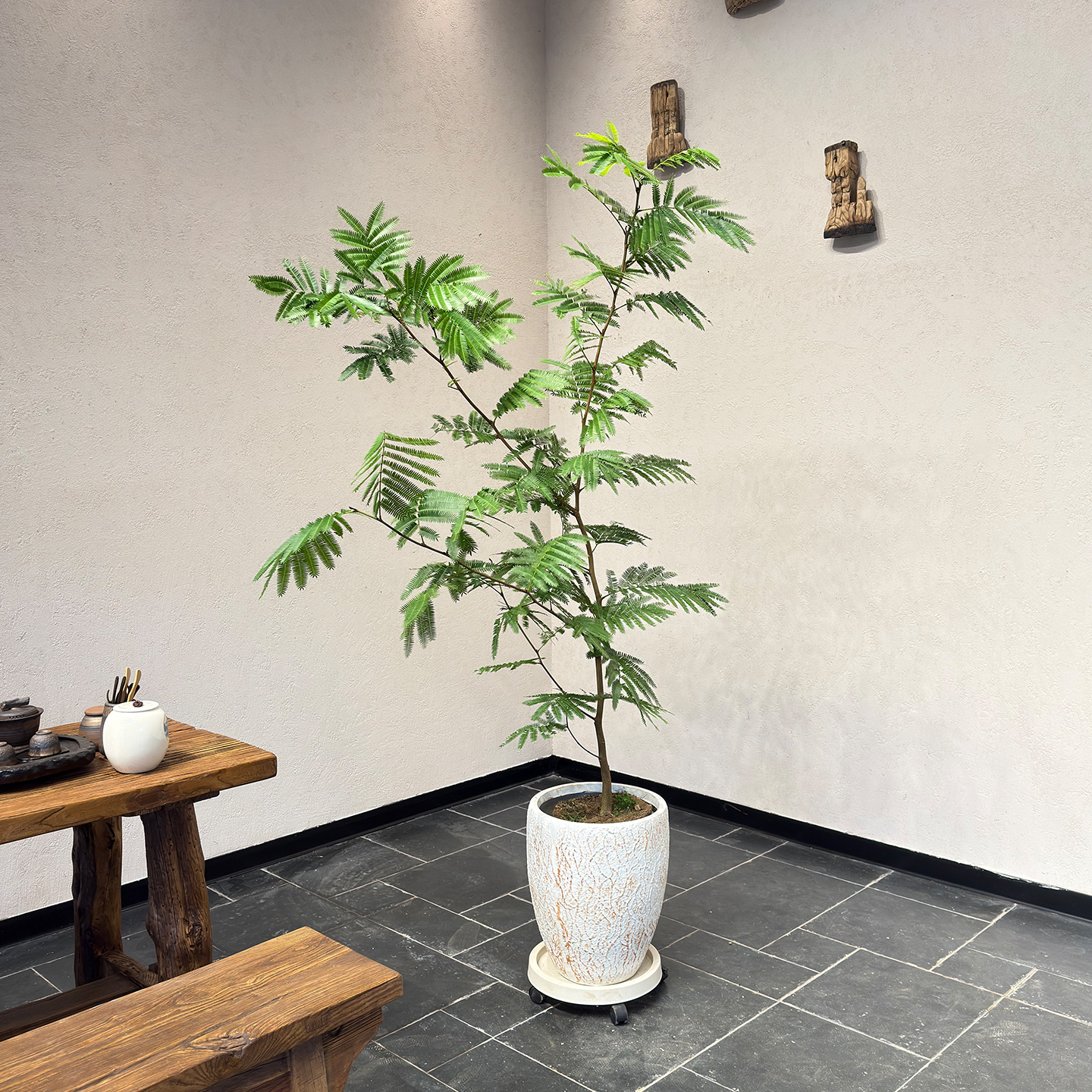 HONGX/鸿信密叶猴耳环绿植盆栽客厅网红ins风室内耐阴大型植物