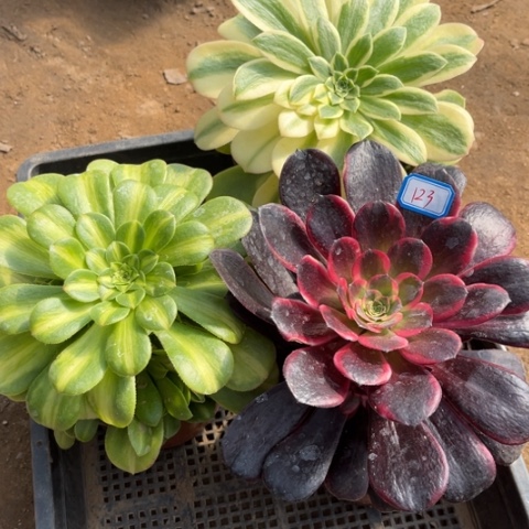 123多肉植物组合