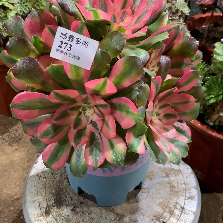 273香妃多肉植物特价
