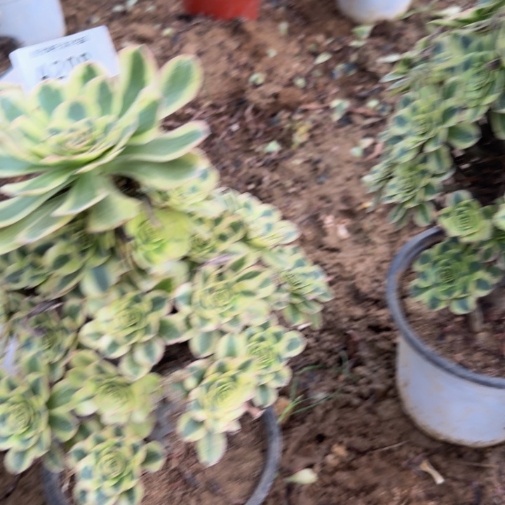 208。保时捷。多肉植物