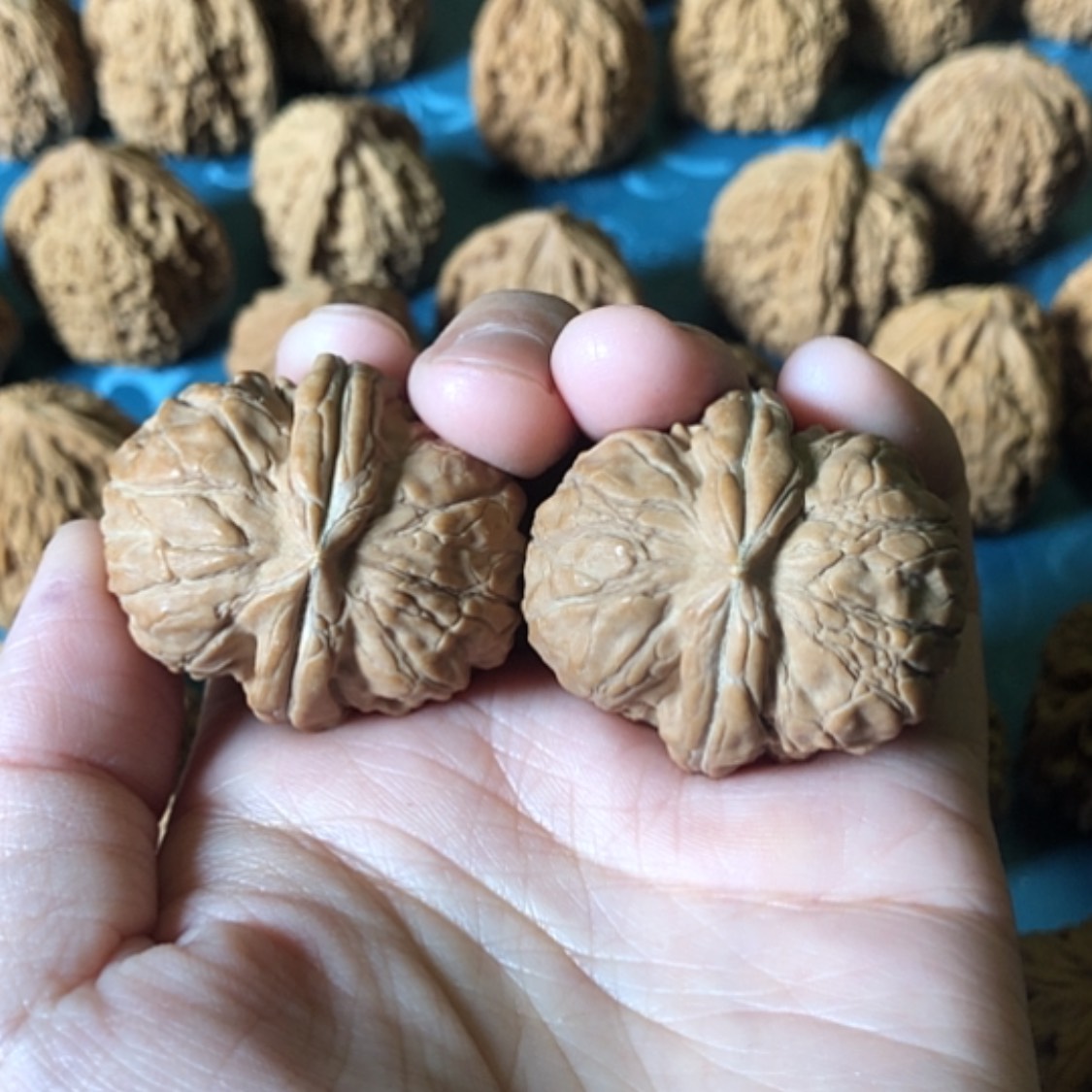 【闪购商品】文玩核桃把件随*起陨shi元宝