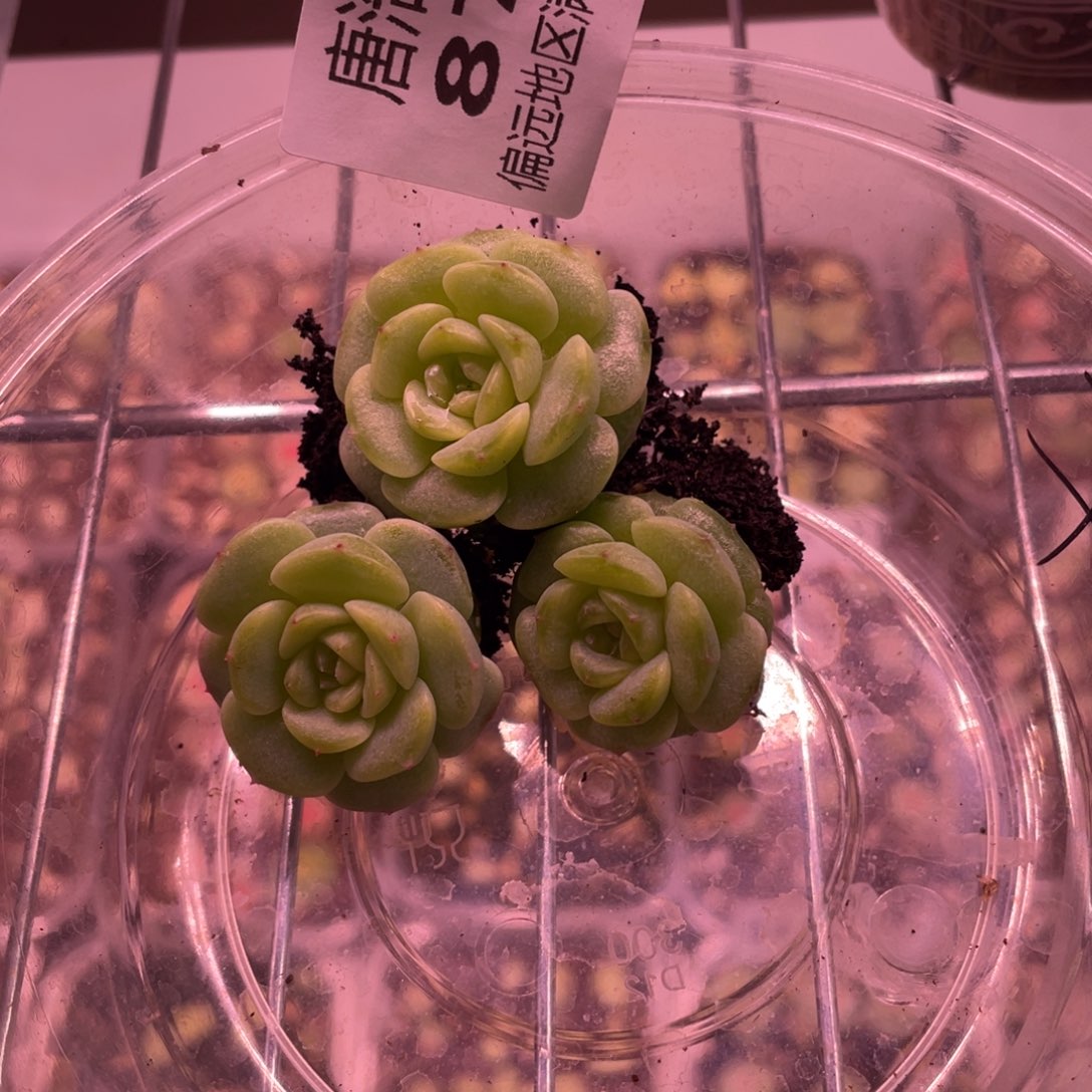 折***衣优选珍妮一物一拍871..