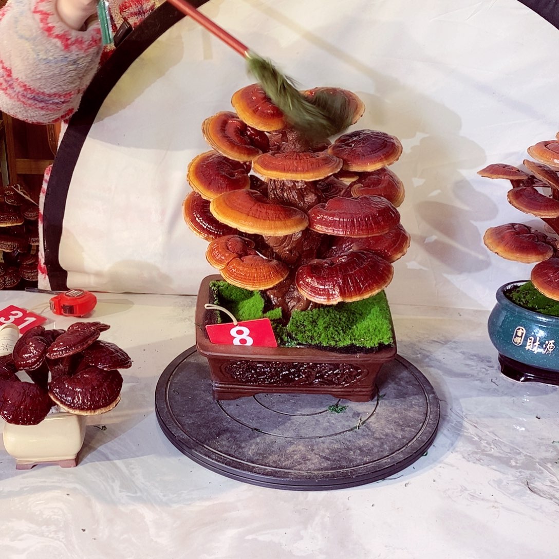 无花朵发财树发财树发财树