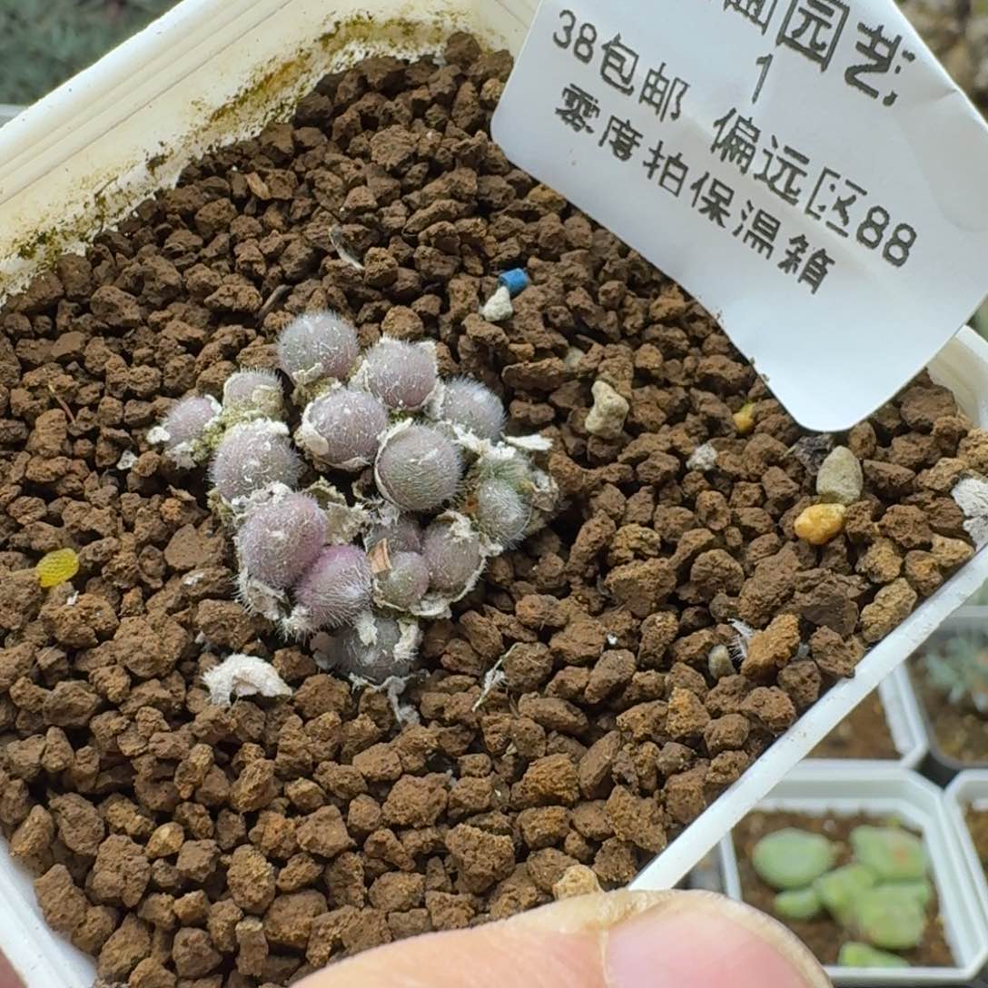 1号毛球多肉。