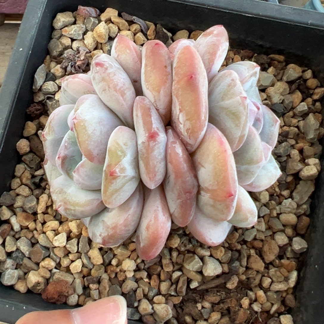 106号两头胖子圆脸