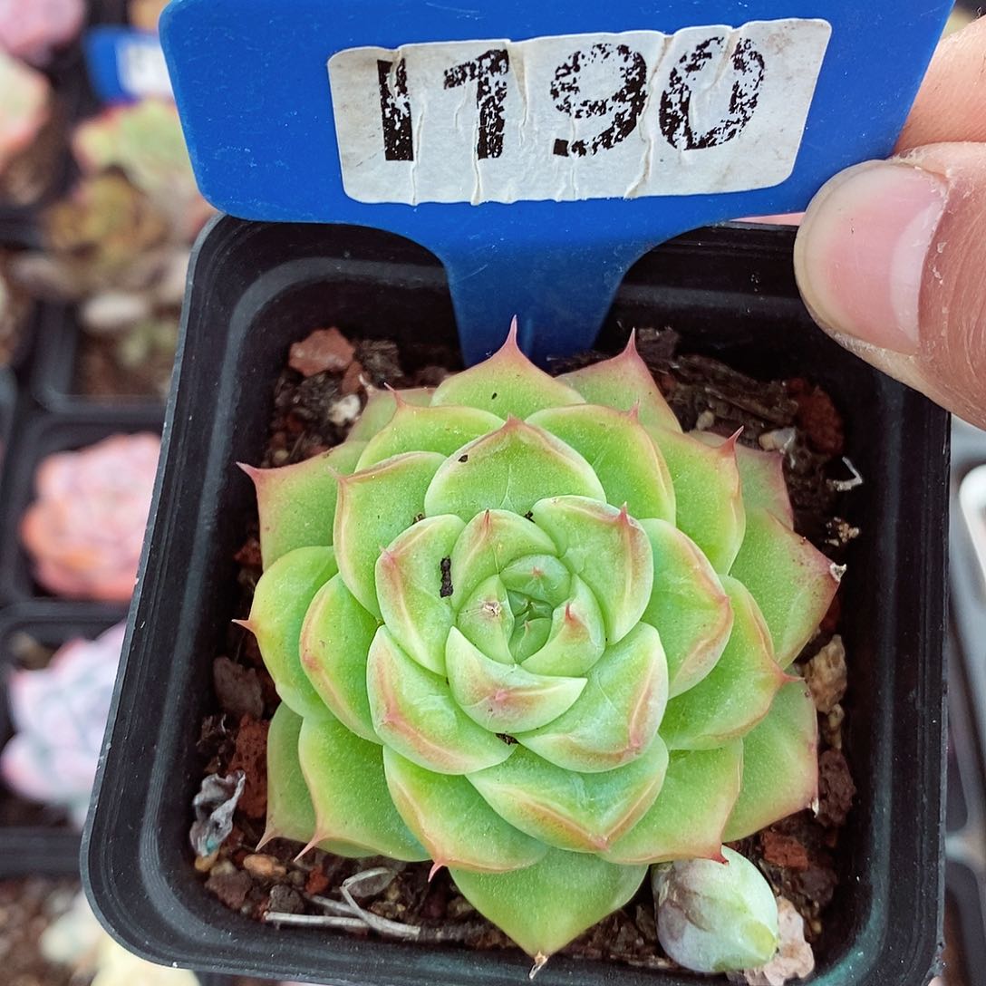 福利5-6cm多肉植物