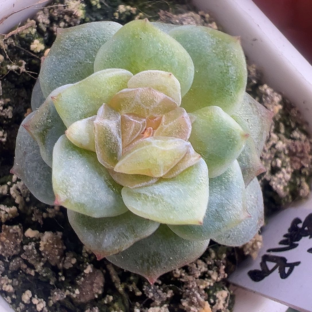 Z****财富密码石化。      