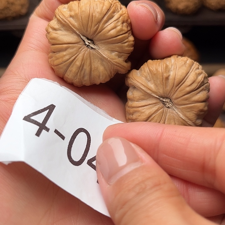 核桃39全品南瓜墩4073