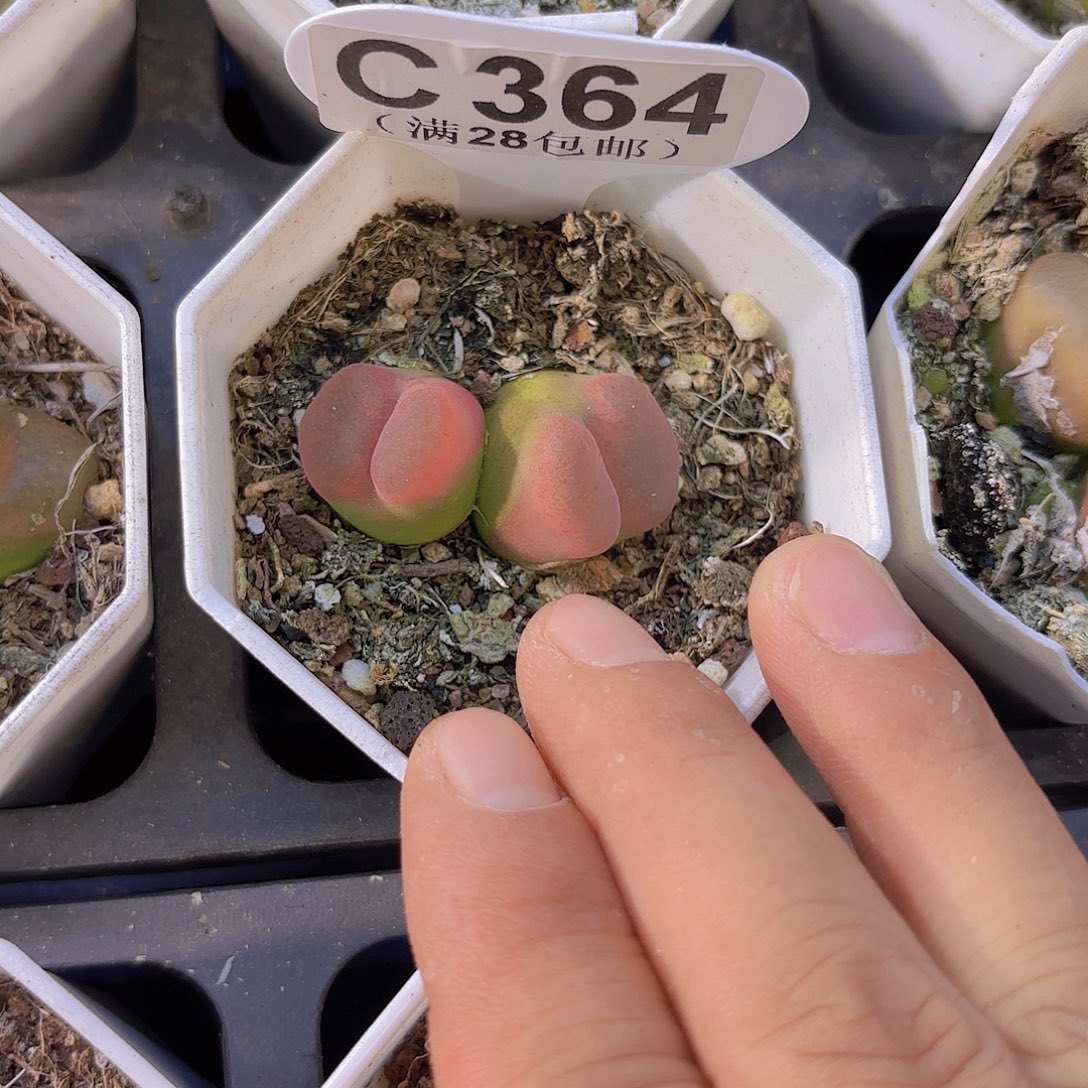 C364毛汗尼一物一拍