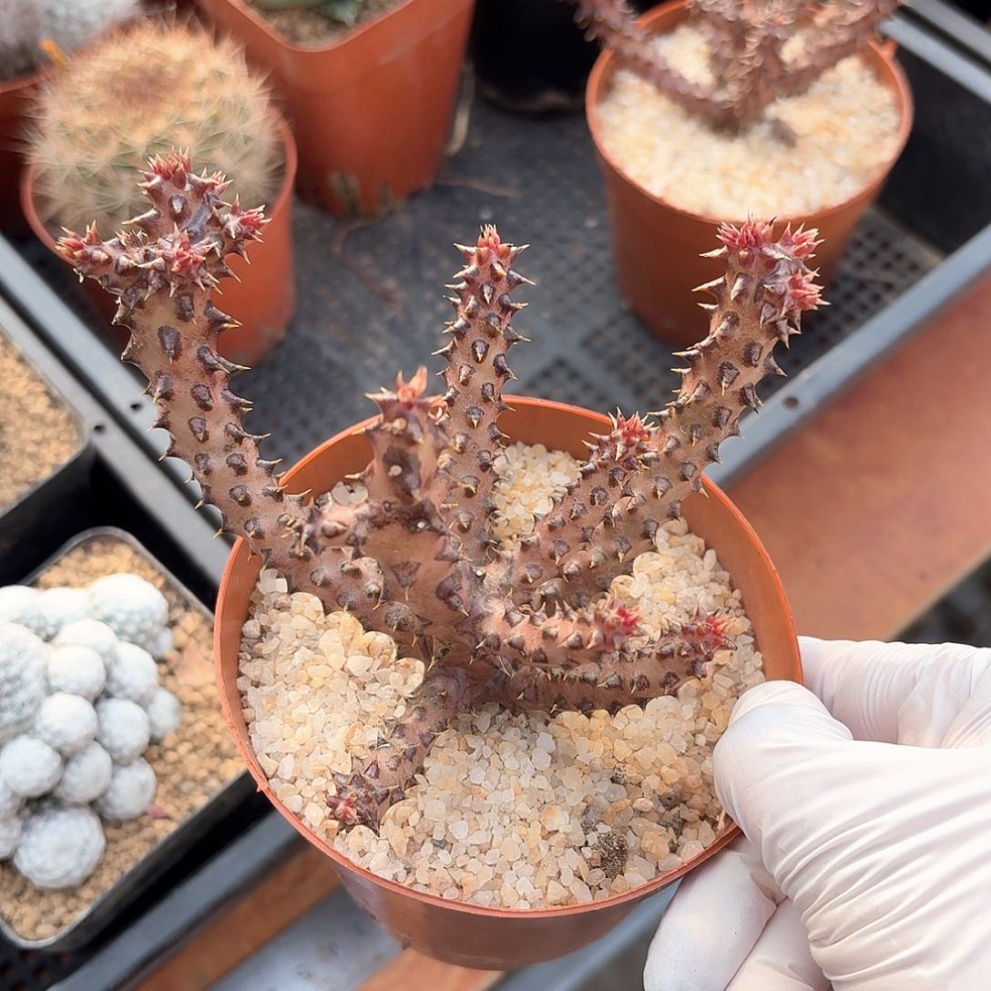 波斯地毯仙人球123