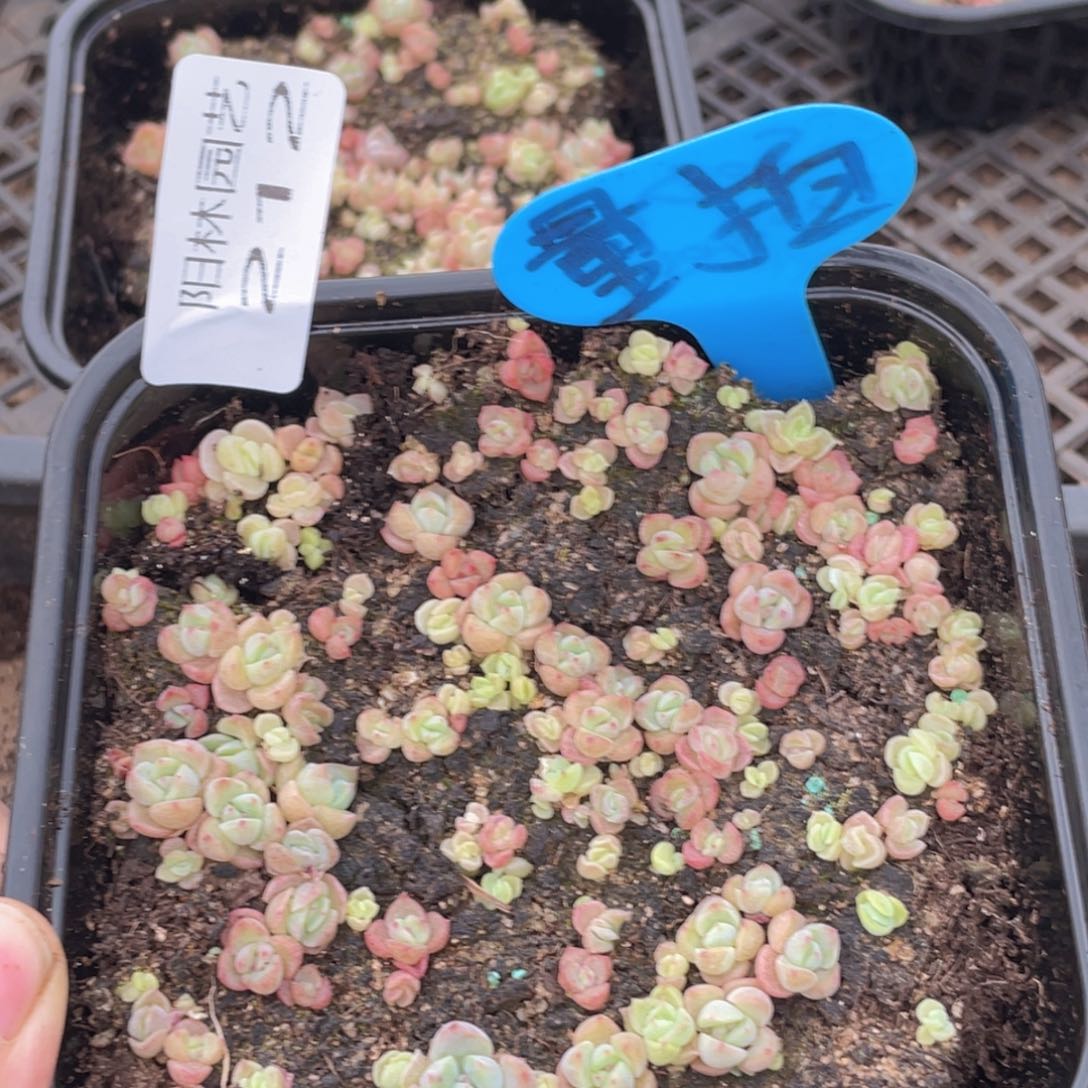 量拍多肉植物多肉植物212
