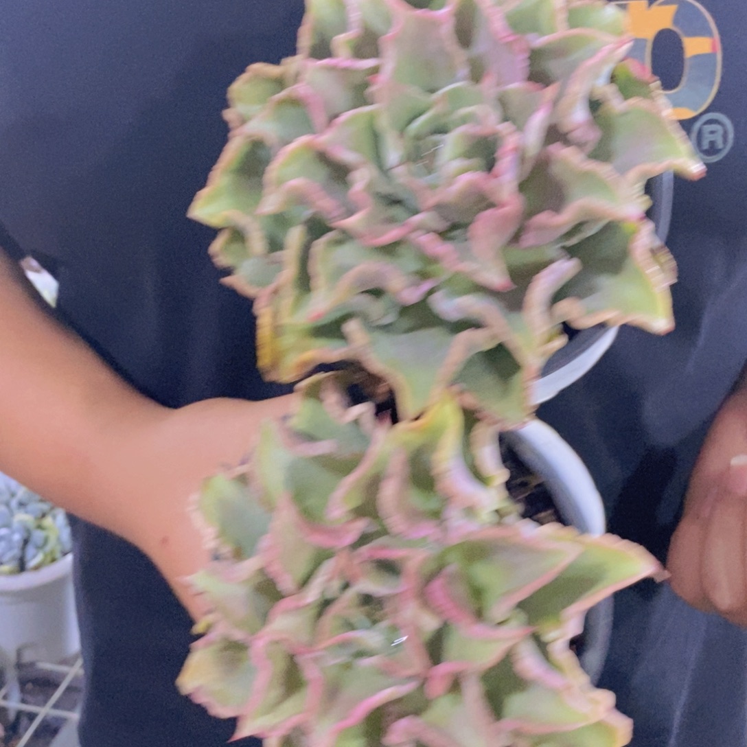 饺子皮大单头两盆