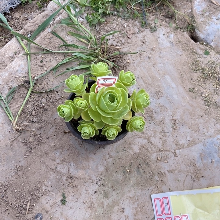 多肉植物小玉群91