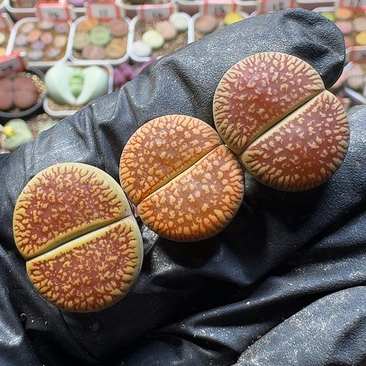 生石花111111。  135