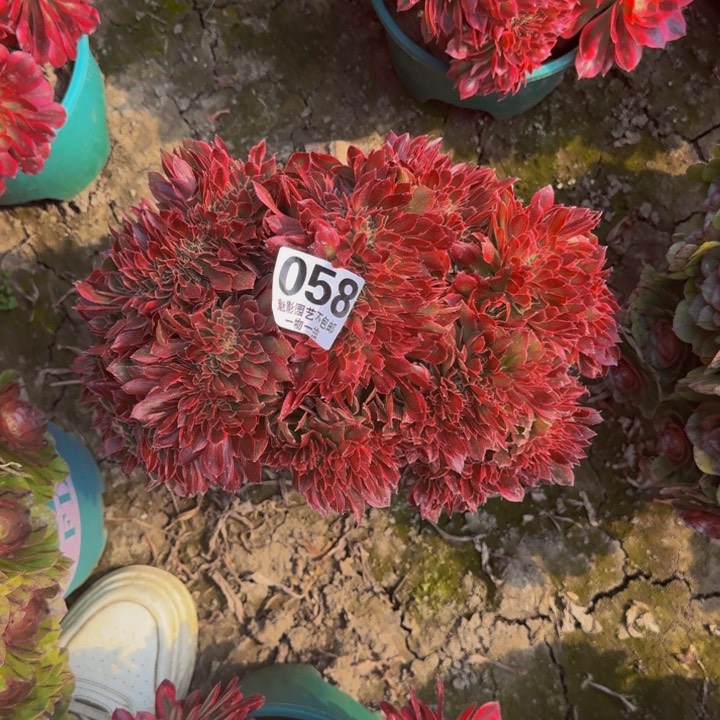 银月花29-40包邮花花