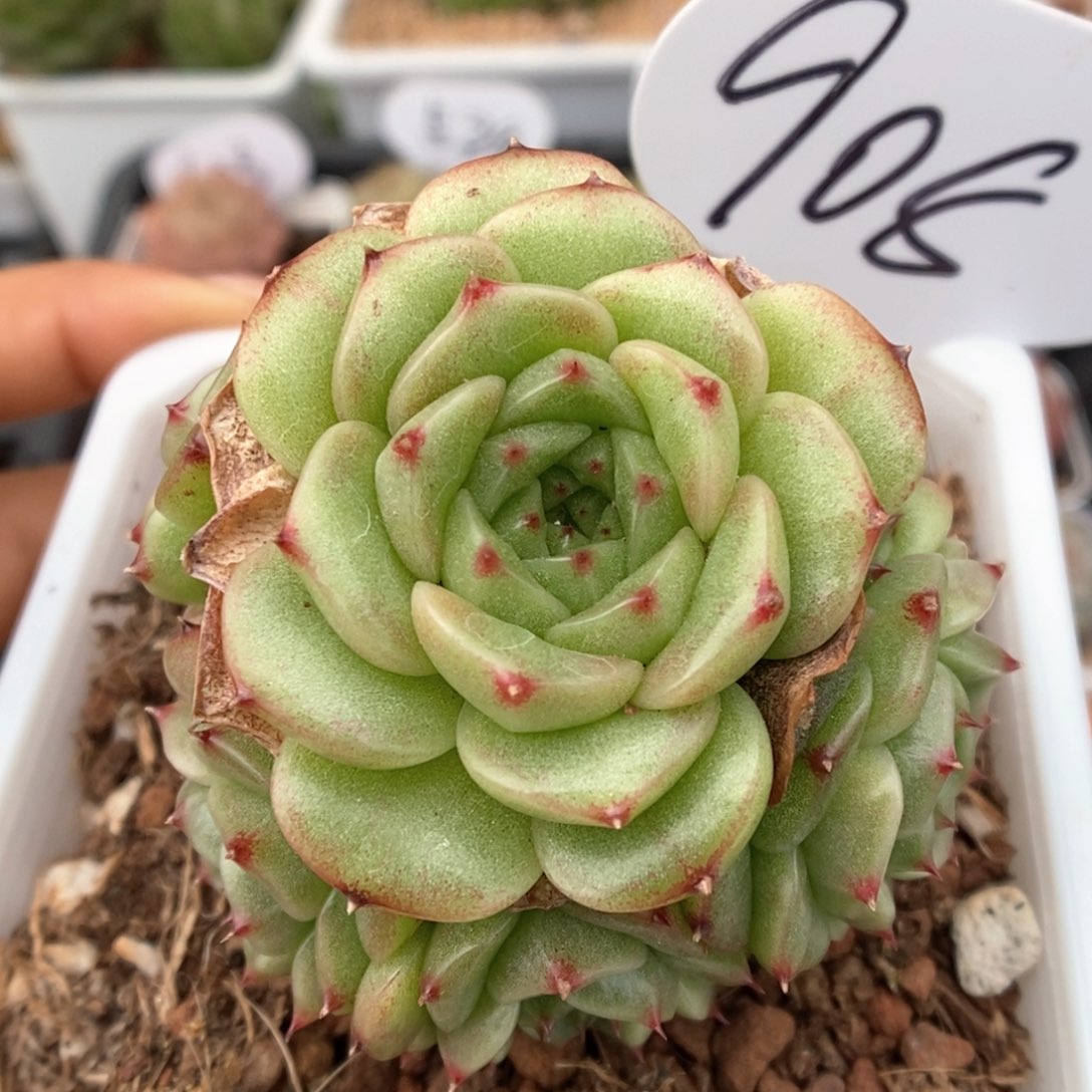 油透麦杆群生908号