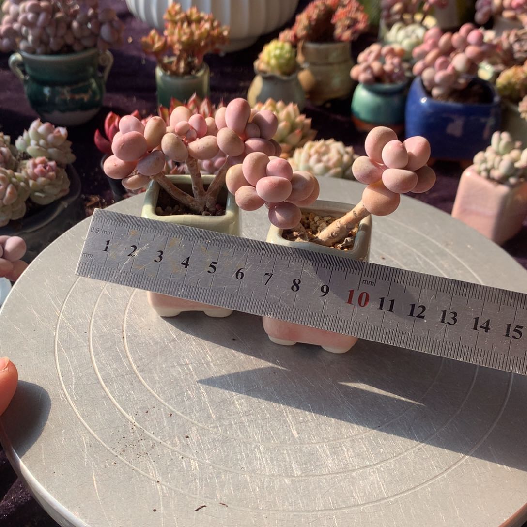 2颗偏远地区不包邮的