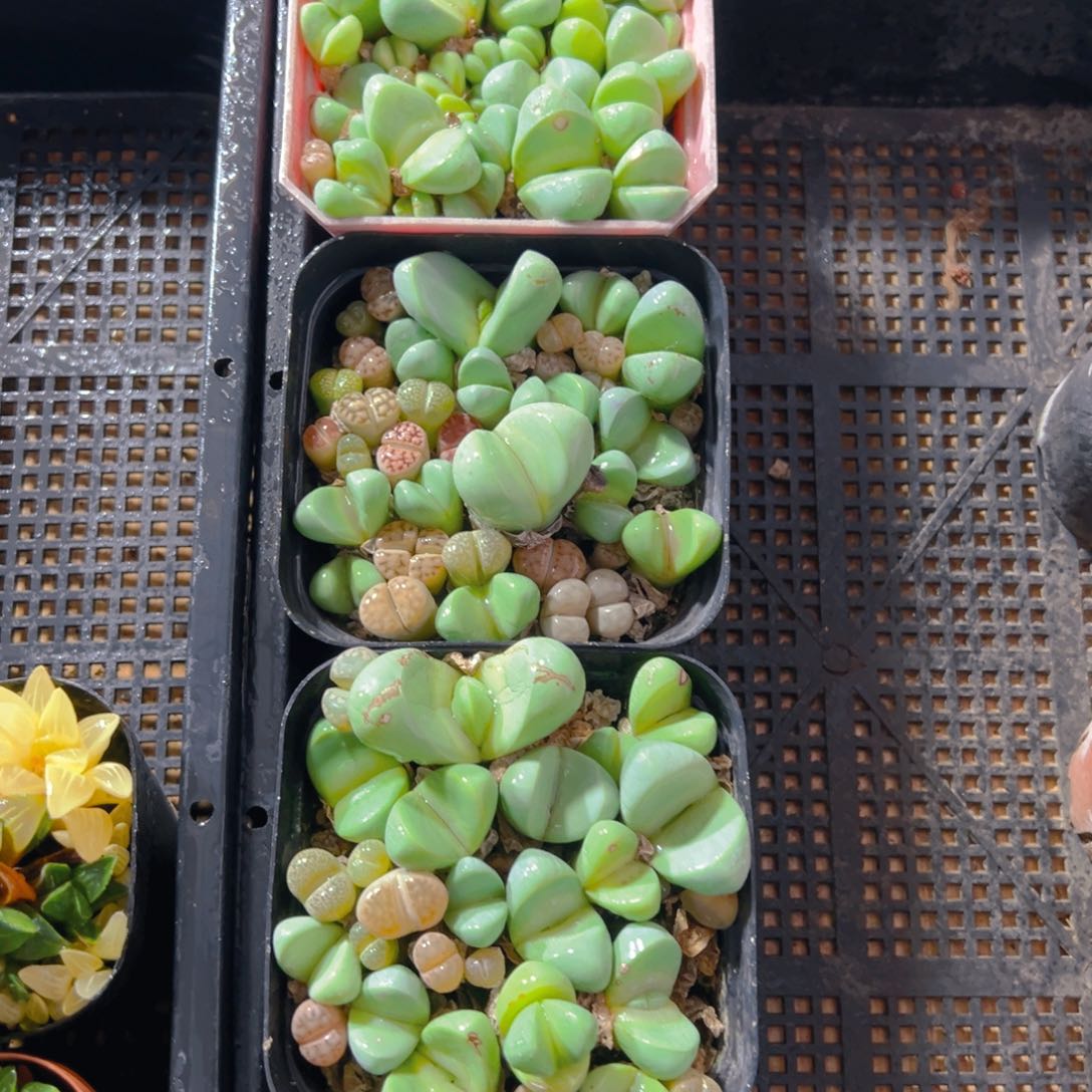 金玲玉玉露多肉多肉一颗