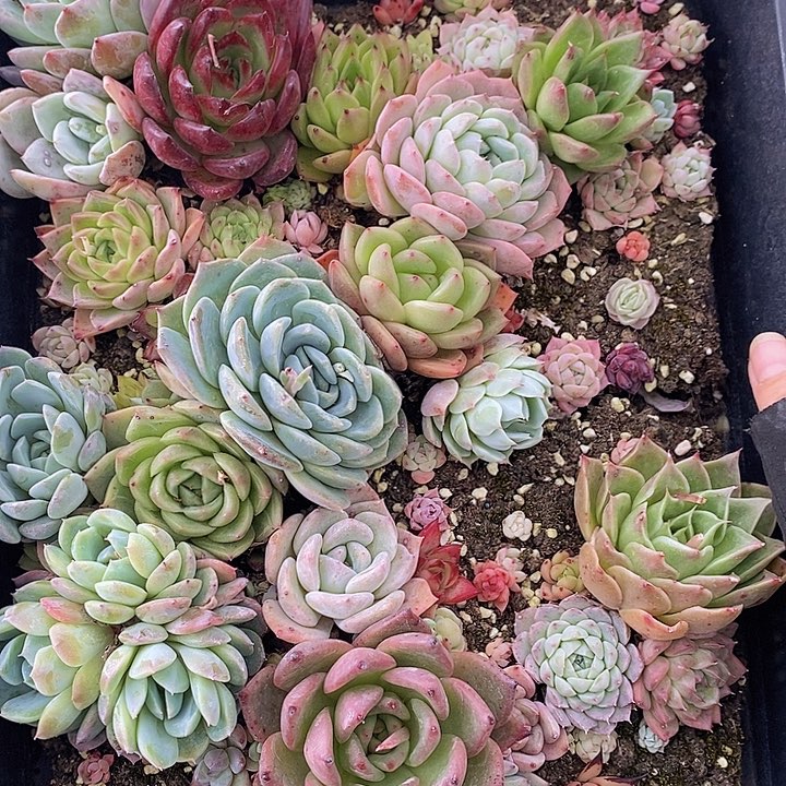 172 多肉植物盆栽花卉植物