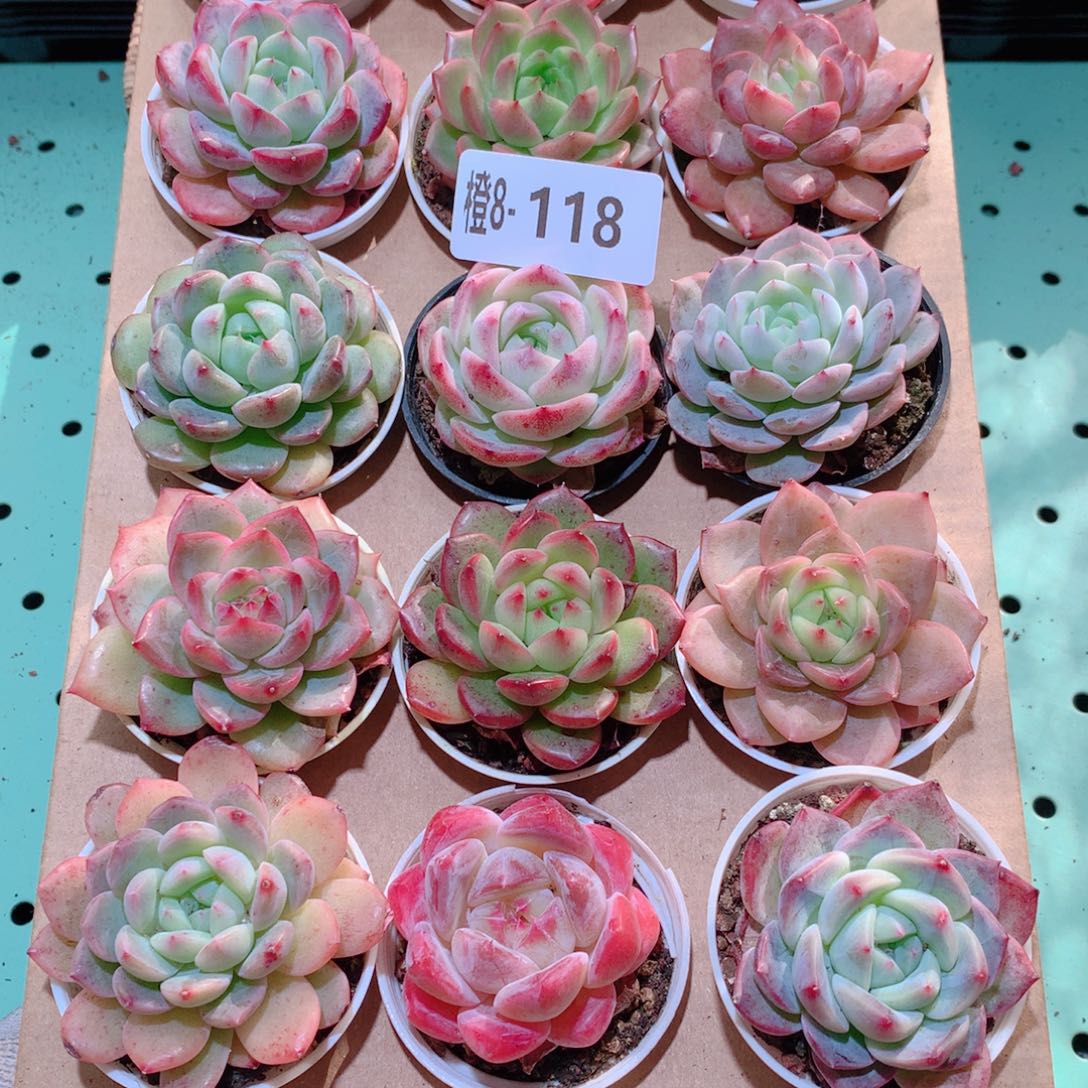 8-118一物一拍多肉带盆18颗
