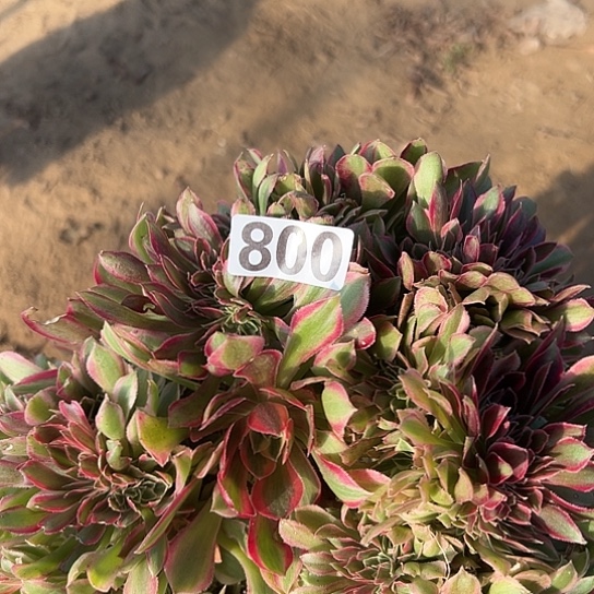 樱***花多肉植物一个女神800