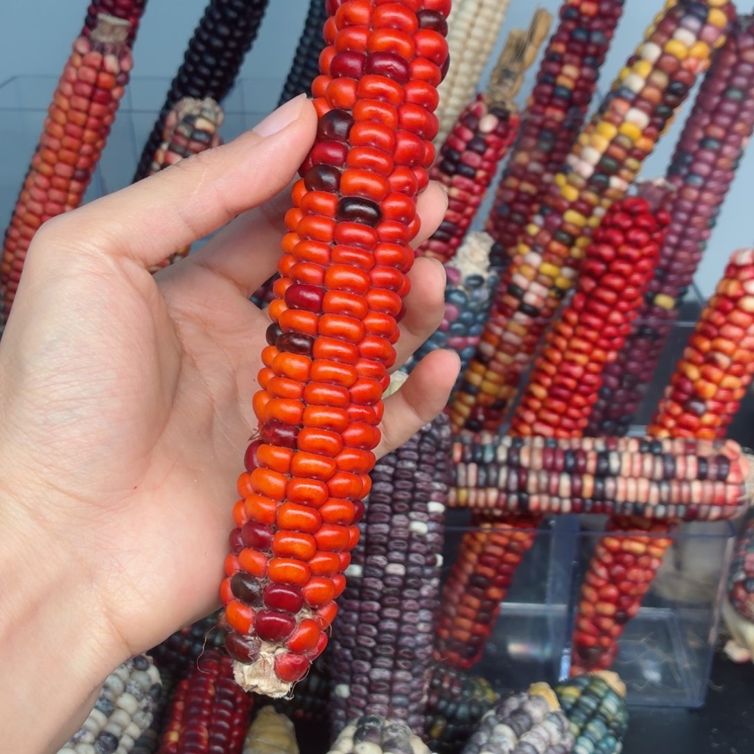 煎****白玉菩提吊坠文玩精品文玩精品