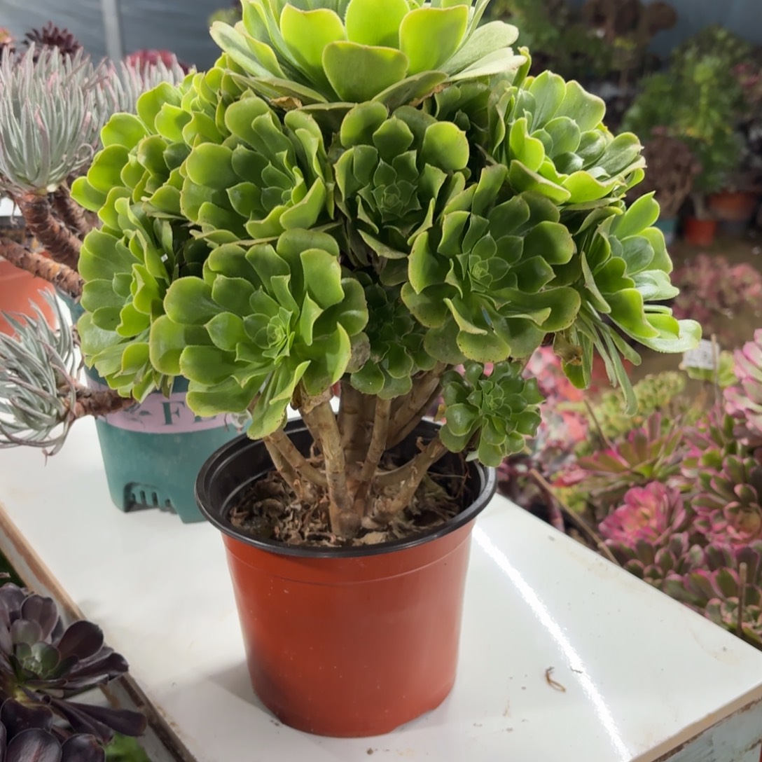 776绿羊绒多肉植物法师