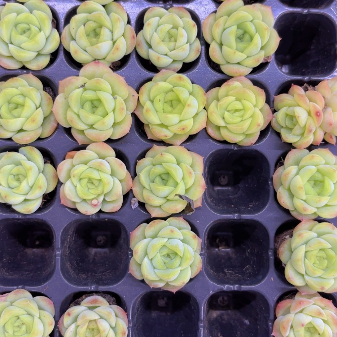 宝宝绿一颗量拍1111