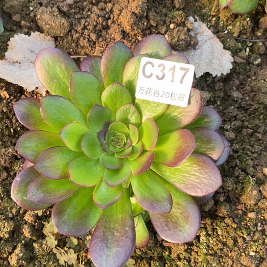 317雨荷多肉植物