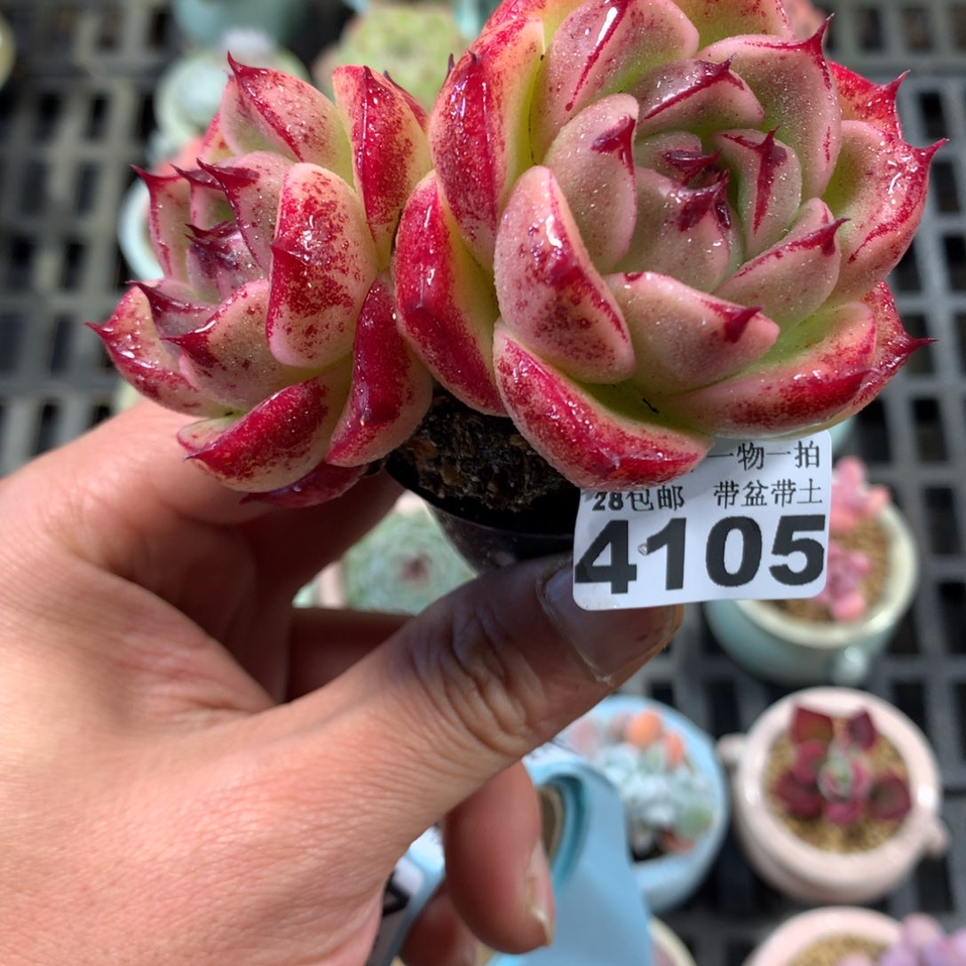 精控多肉植物4105